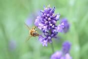 honingbij (Apis mellifera) 6-2019 9668